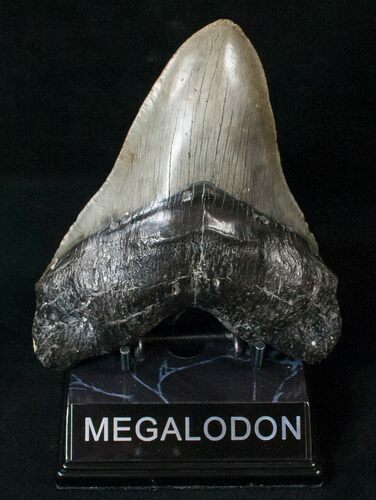 Giant Megalodon Tooth - Morgan River, SC #15700